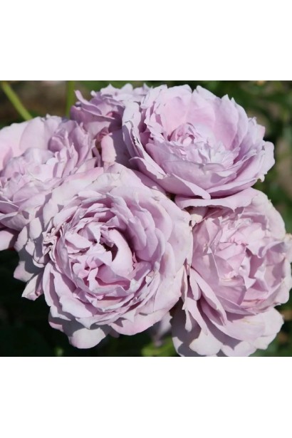 Роза Новалис – махровые плотные бутоны